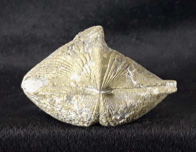 Paraspirifer bownockeri (STEWART 1927) - Bild &copy; FossNet FossilienStore